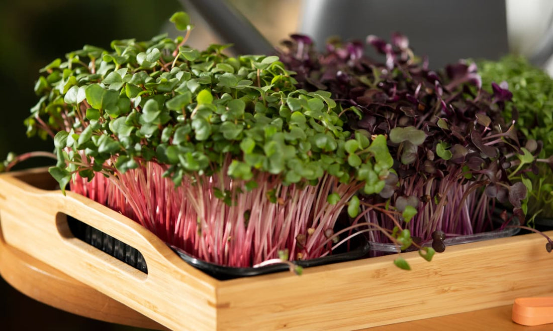 What Are Microgreens? Benefits, Nutrition & How to Use Them What Are Microgreens?