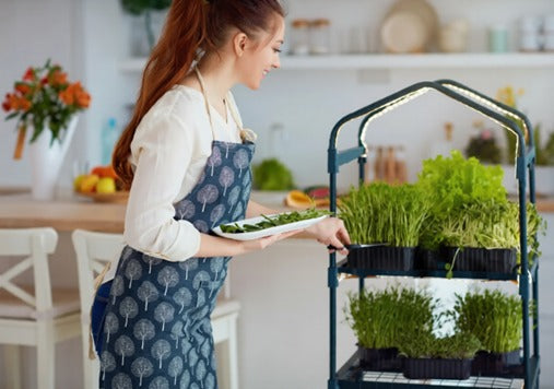 How to Grow Microgreens Indoors – A Complete Beginner’s Guide (Step-by-Step)