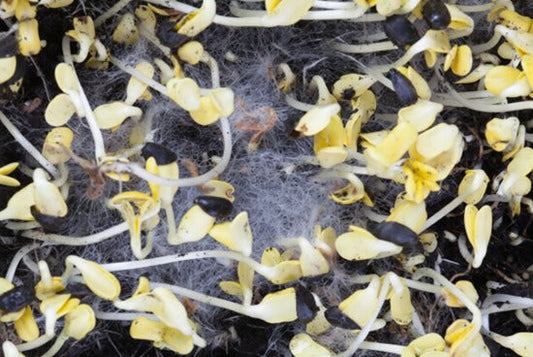 How to Control Mold in Microgreens (Complete Beginner’s Guide)