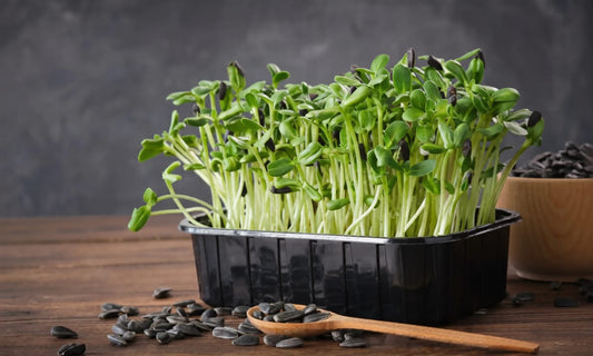 Can Microgreens Help with Diabetes?