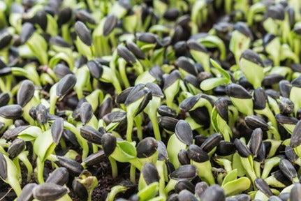How to Grow Sunflower Microgreens at Home