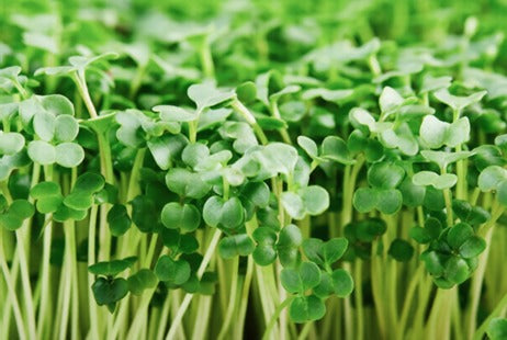 How to Grow Broccoli Microgreens at Home