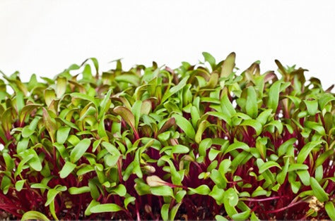 How to Grow Beet Microgreens at Home