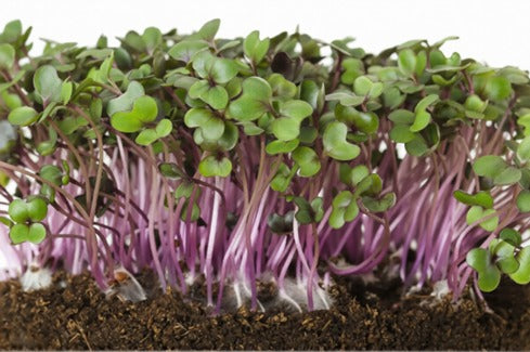 How to Grow Red Cabbage Microgreens at Home