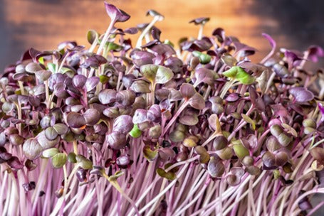 How to Grow Purple Radish Microgreens at Home
