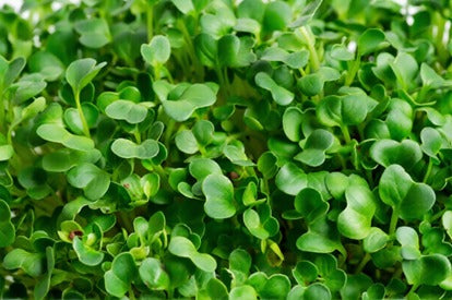 How to Grow Mustard Microgreens at Home
