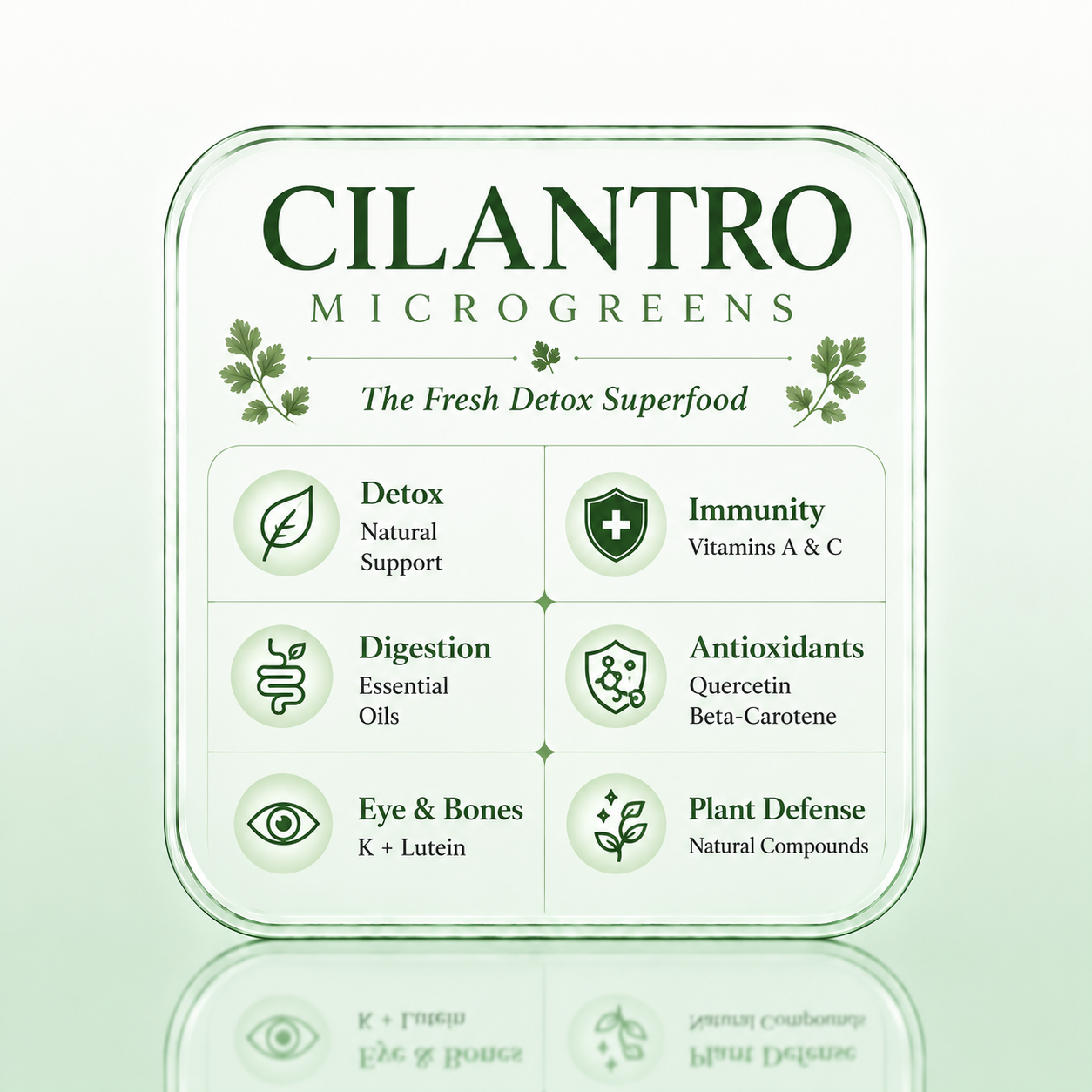 Cilantro