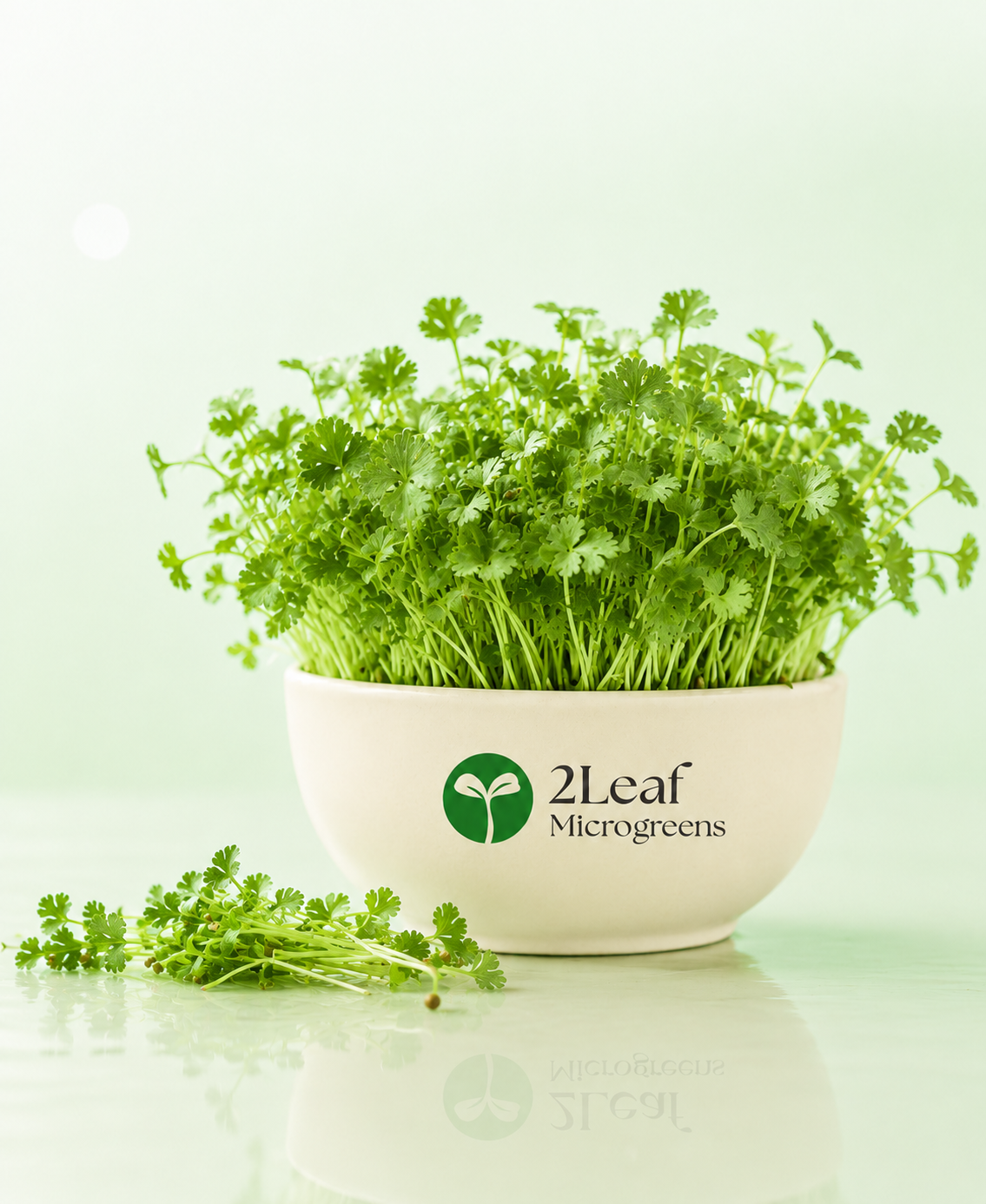 Cilantro