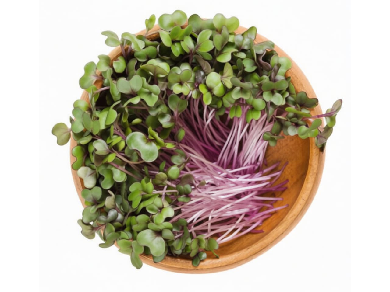 Micro red cabbage