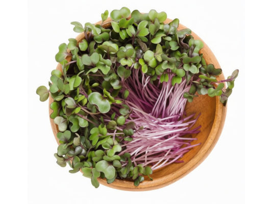 Micro red cabbage