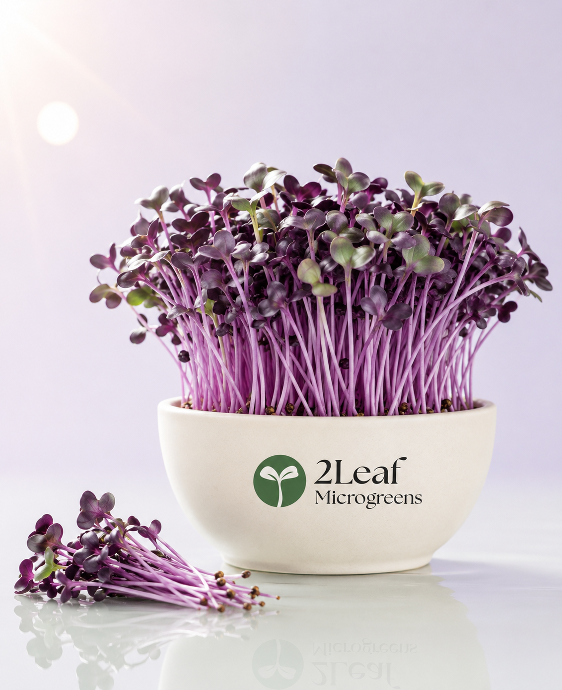 Purple Radish