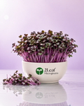 Red cabbage